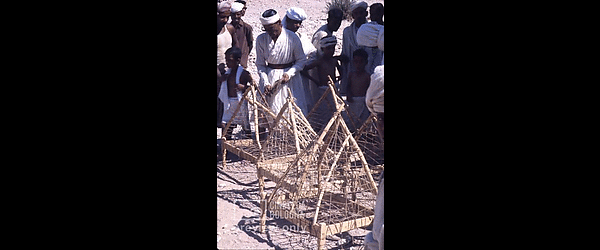 Pier Paolo Pasolini. Il fiore delle mille e una notte. 1974 / Sud Yemen: Hadramaut Sayun: fabbricazione gabbie per polli