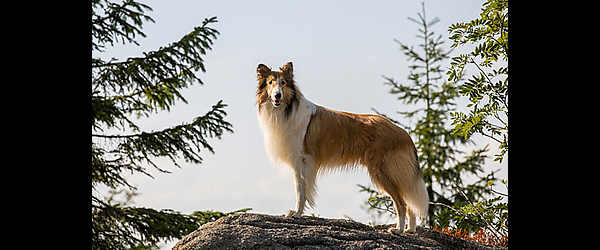Lassie - Eine abenteuerliche Reise