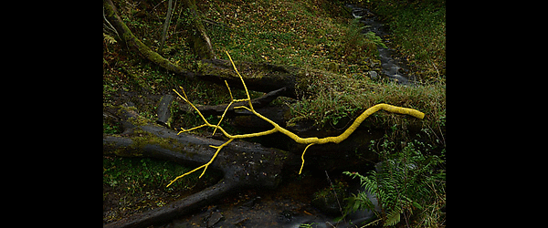 Leaning into the Wind - Andy Goldsworthy