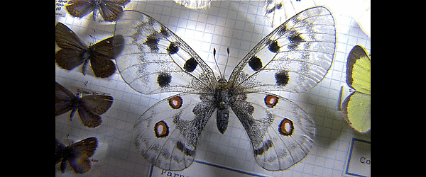 Der Schmetterlingsjäger - 37 Karteikarten zu Nabokov