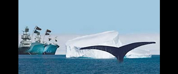 Jagdzeit - Den Walfängern auf der Spur