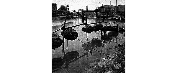 Chioggia Vieri per la produzione delle moleche appesi in parte a pelo d'acqua ed in parte semisommersi nella laguna di Chioggia