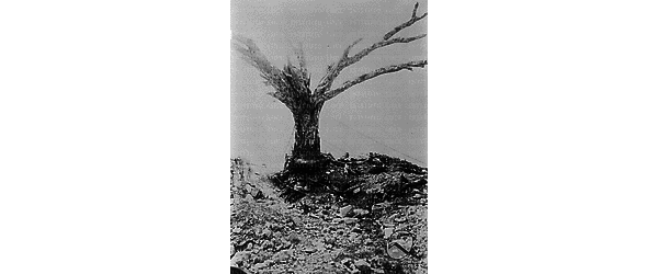 Riproduzione fotografica della I Guerra Mondiale - Effetti dei bombardamenti