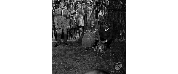 Sandra Milo, in abiti di scena per il film Fantasmi a Roma, allo zoo di Roma nella gabbia del leopardo - campo medio