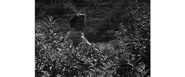 Napoli Ritratto di una donna vicino ad un cespuglio di alloro