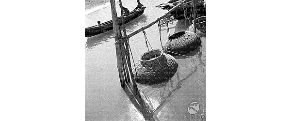Chioggia Un'imbarcazione passa accanto ad una fila di vieri per la produzione delle moleche appesi e semisommersi nella laguna di Chioggia