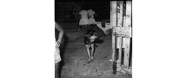Un cane con alcuni bambini poco discosti in una casa di Santa Marinella - totale