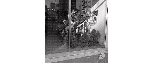 Roma Negozio di piante e fiori che partecipa al concorso-vetrine 'Un birillo d'oro' organizzato dalla Brunswick Italiana S.p.a.