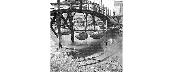 Chioggia Vieri per la produzione delle moleche appesi a pelo d'acqua nella laguna di Chioggia accanto ad un ponticello di legno