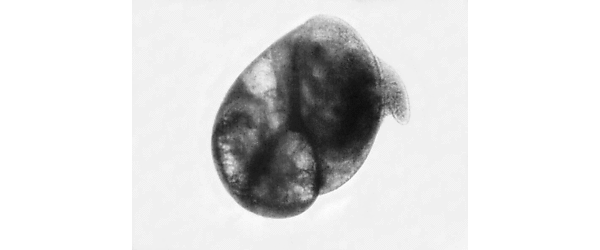 Z fysiologie embrya plovatky - picture 1